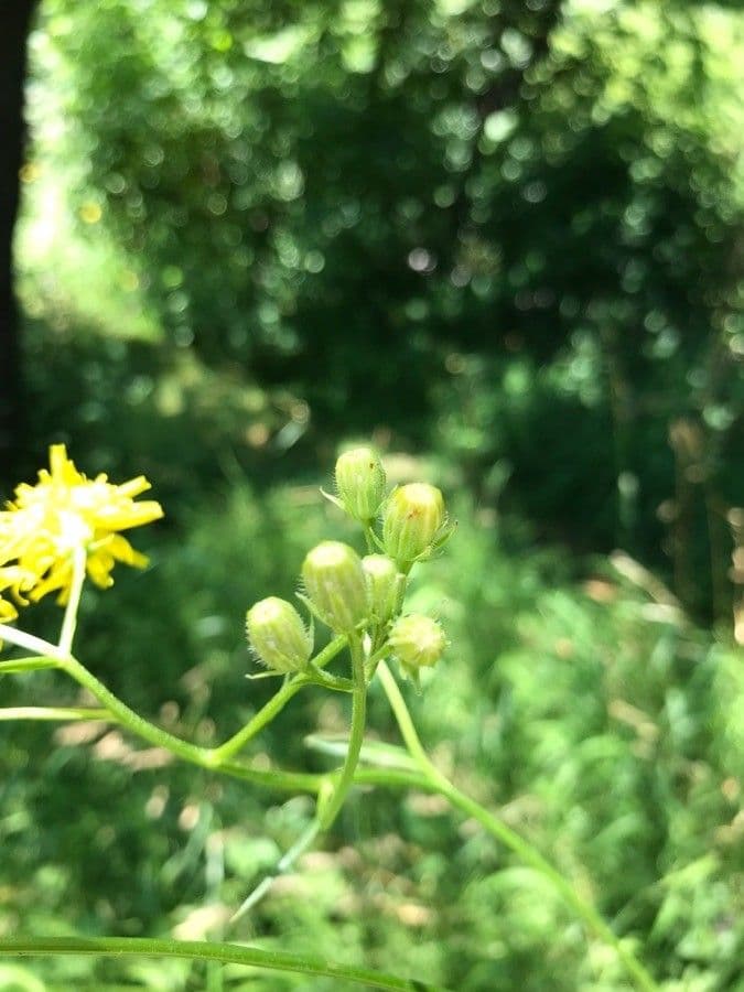 Radicchiella bienne 25