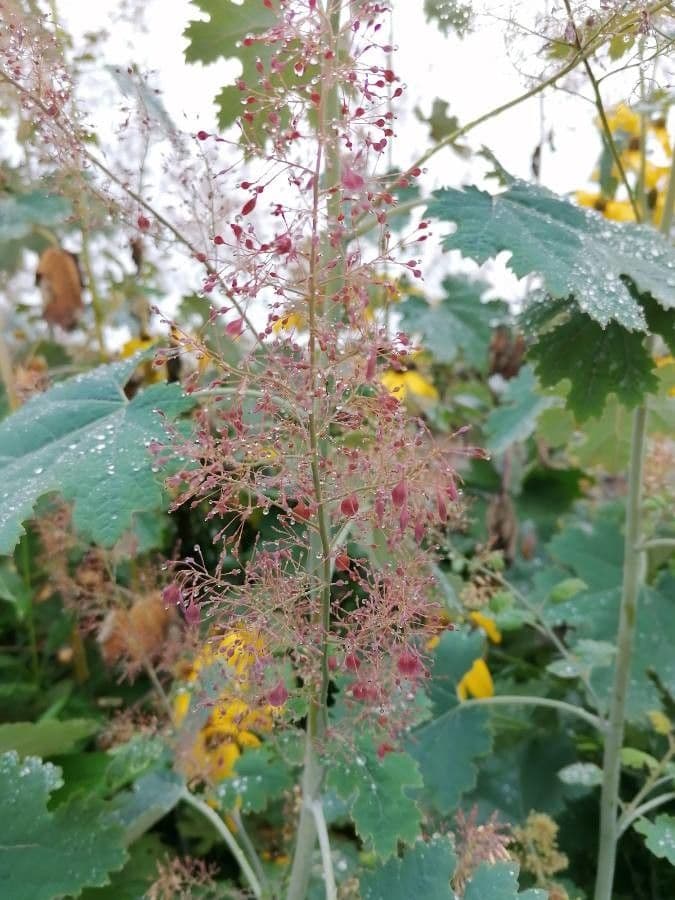 Macleaya 10