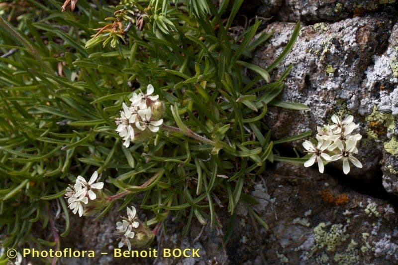 Saponaria gialla 18