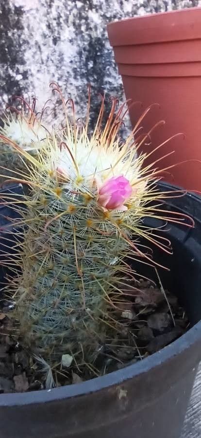 Cactus 2