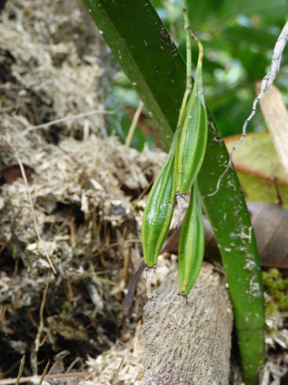 Coelogyne viscosa