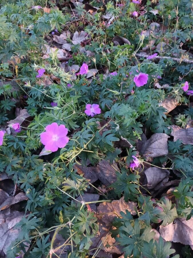 Géranium sanguin 15
