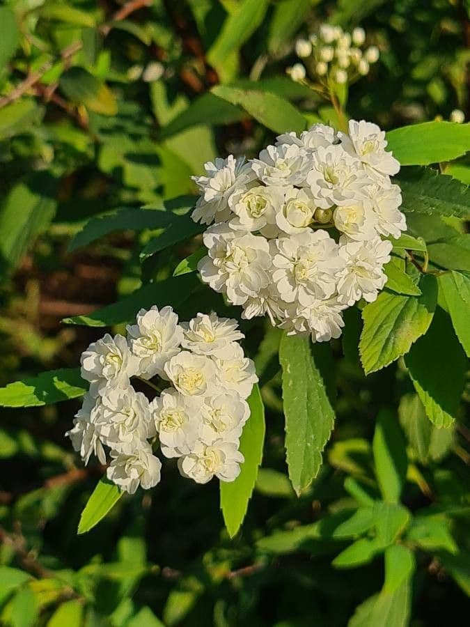 Reeve's spiraea 9