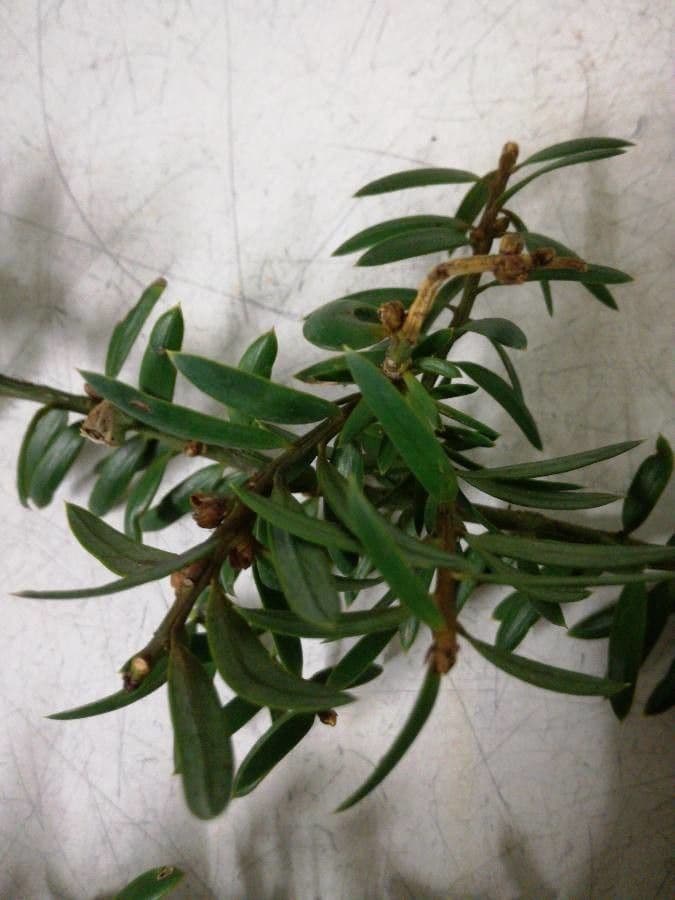 Podocarpus totara 6
