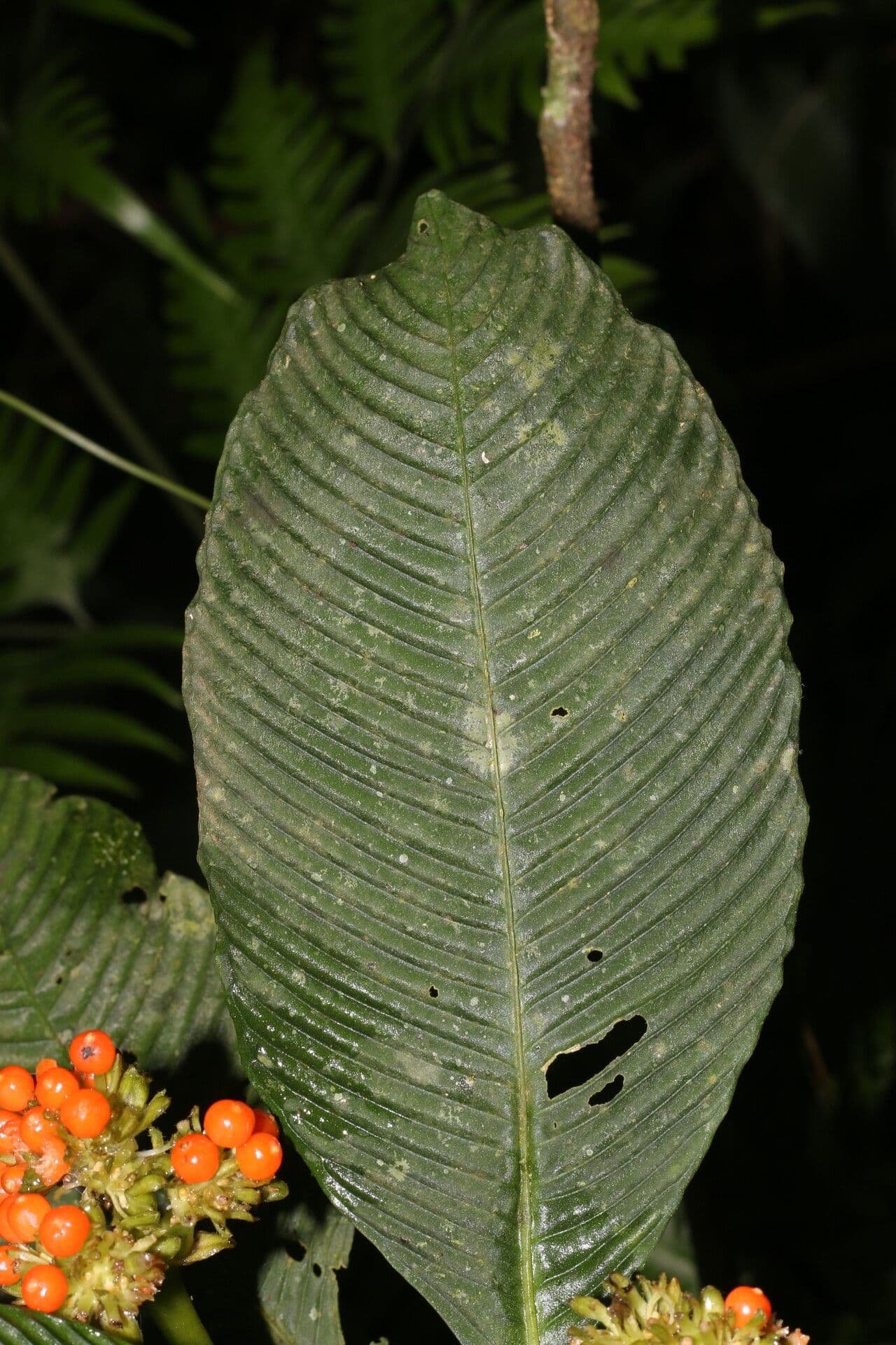 Polyphlebia 11