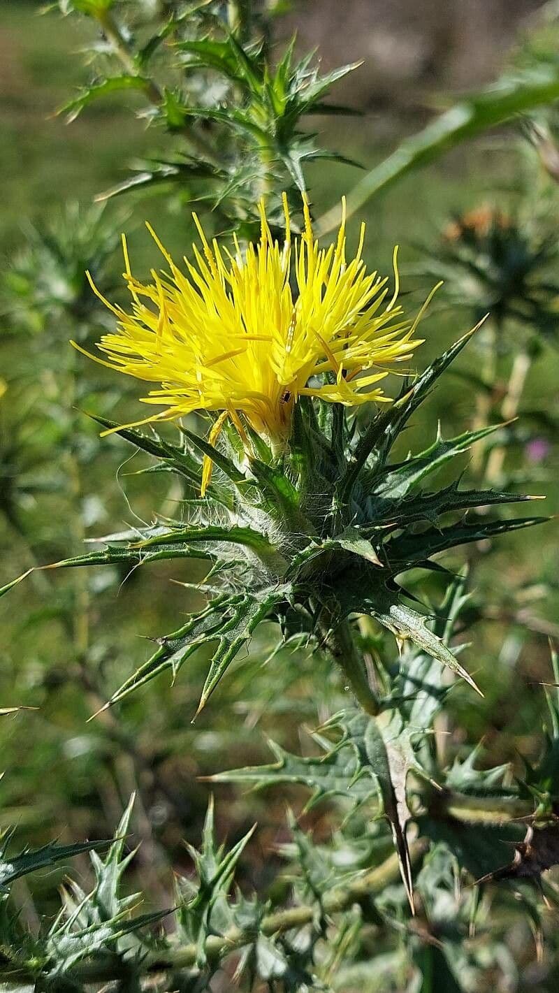 Cardo selvatico 27