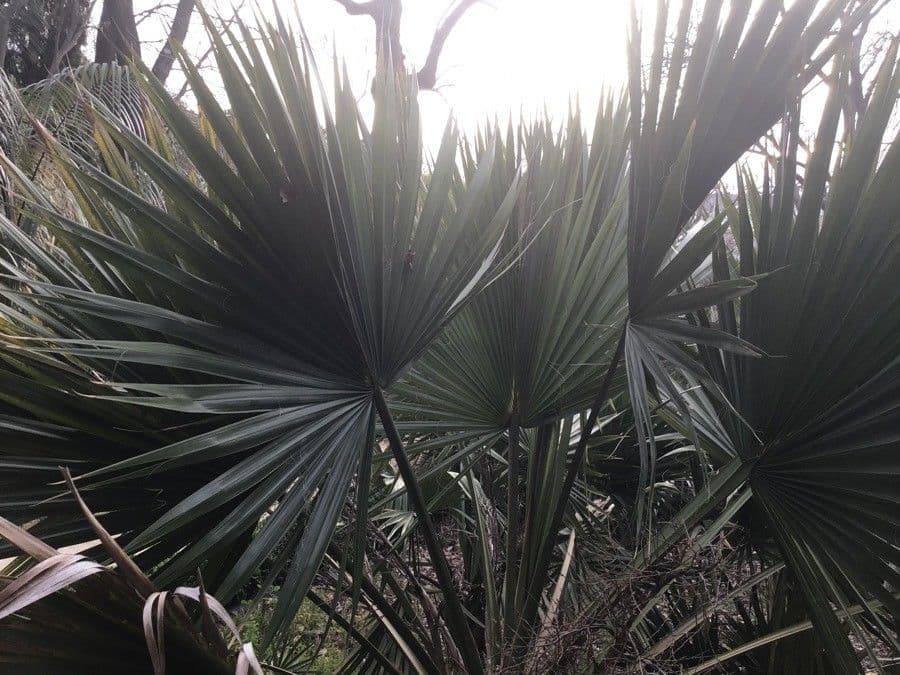 Palma 4