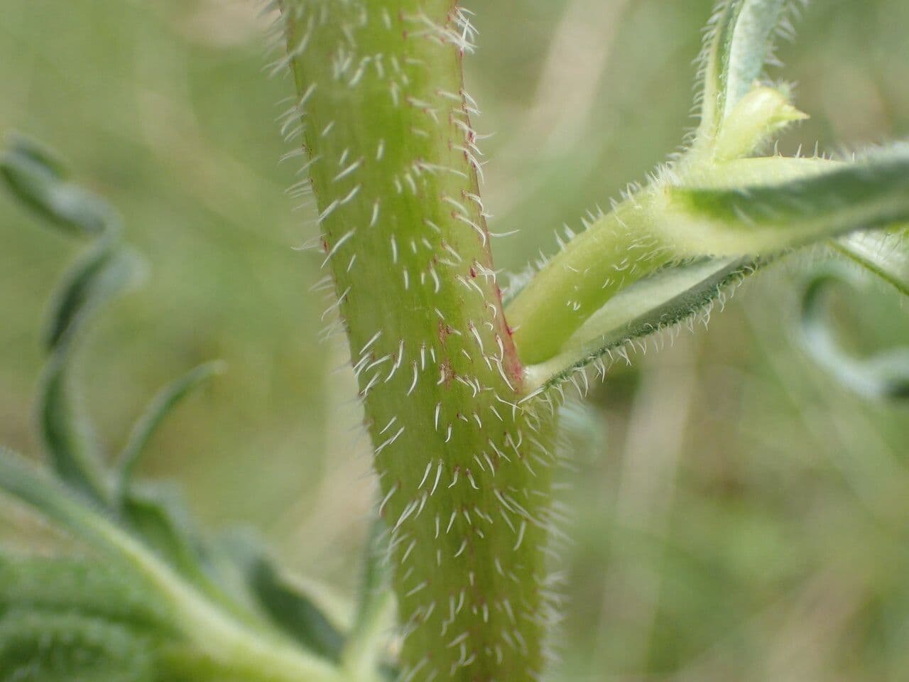 Campanula speciosa 20