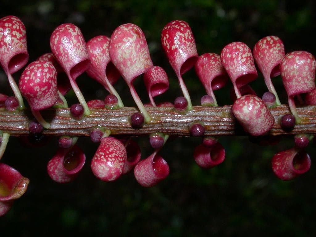 Sarcopera 6