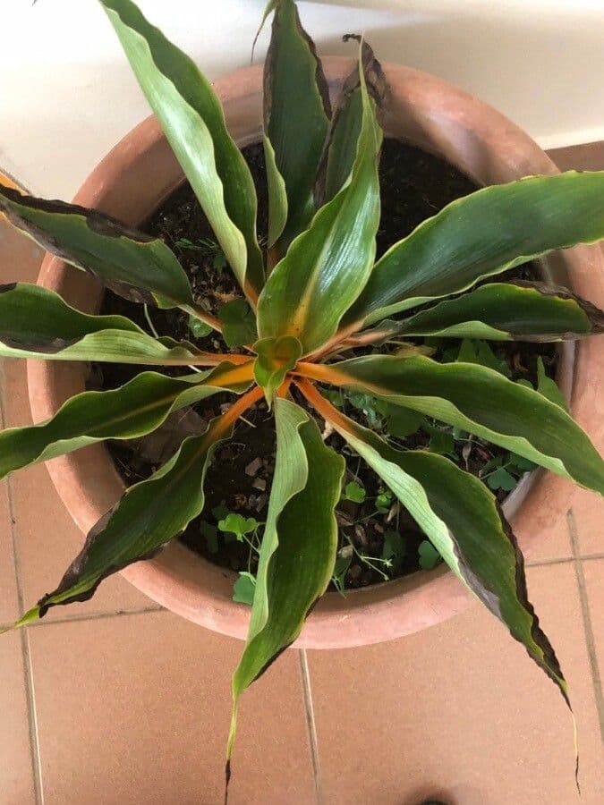 Chlorophytum 13