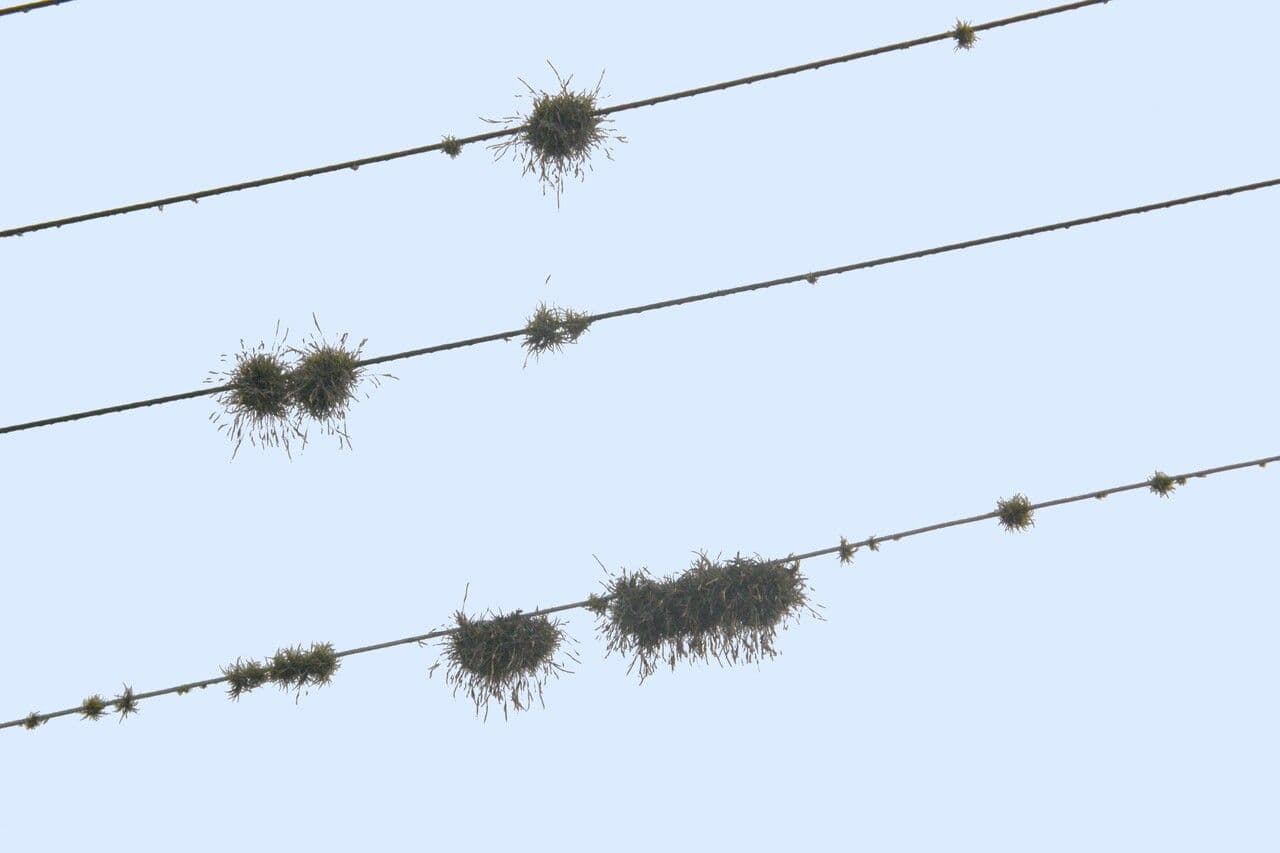 Tillandsia 21