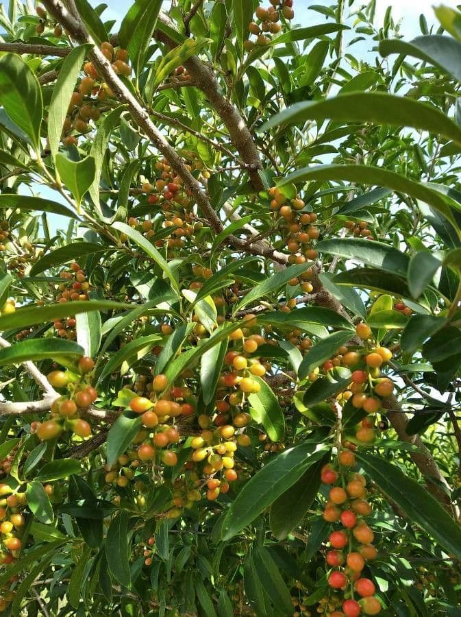 Citharexylum