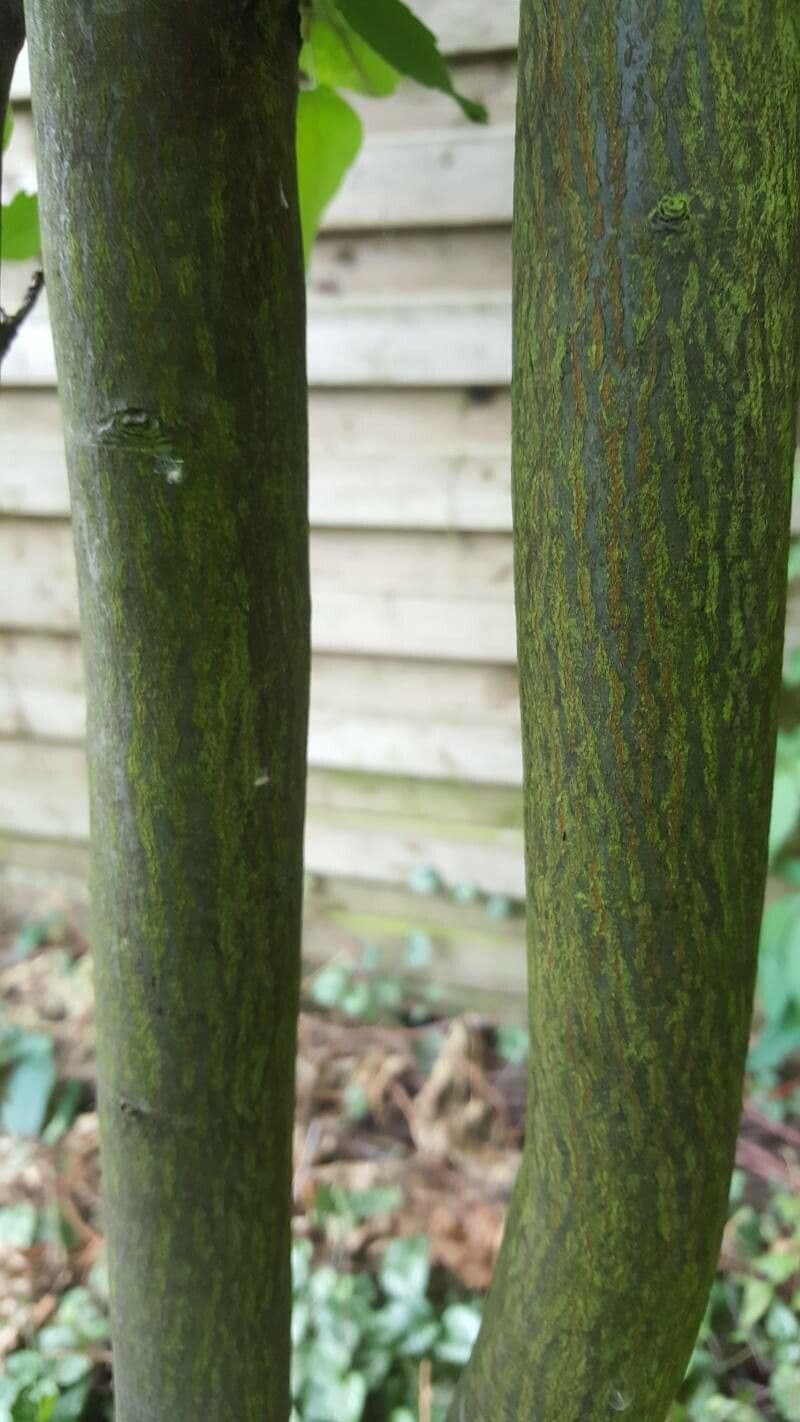 Amelanchier 19