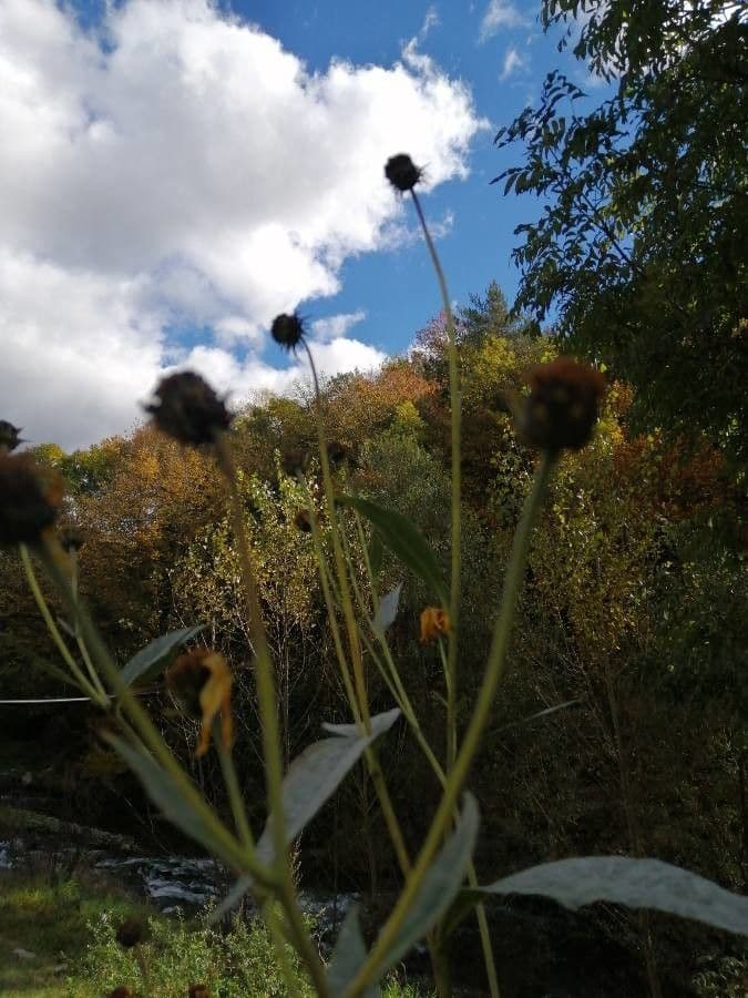 Girasole pauciflora
