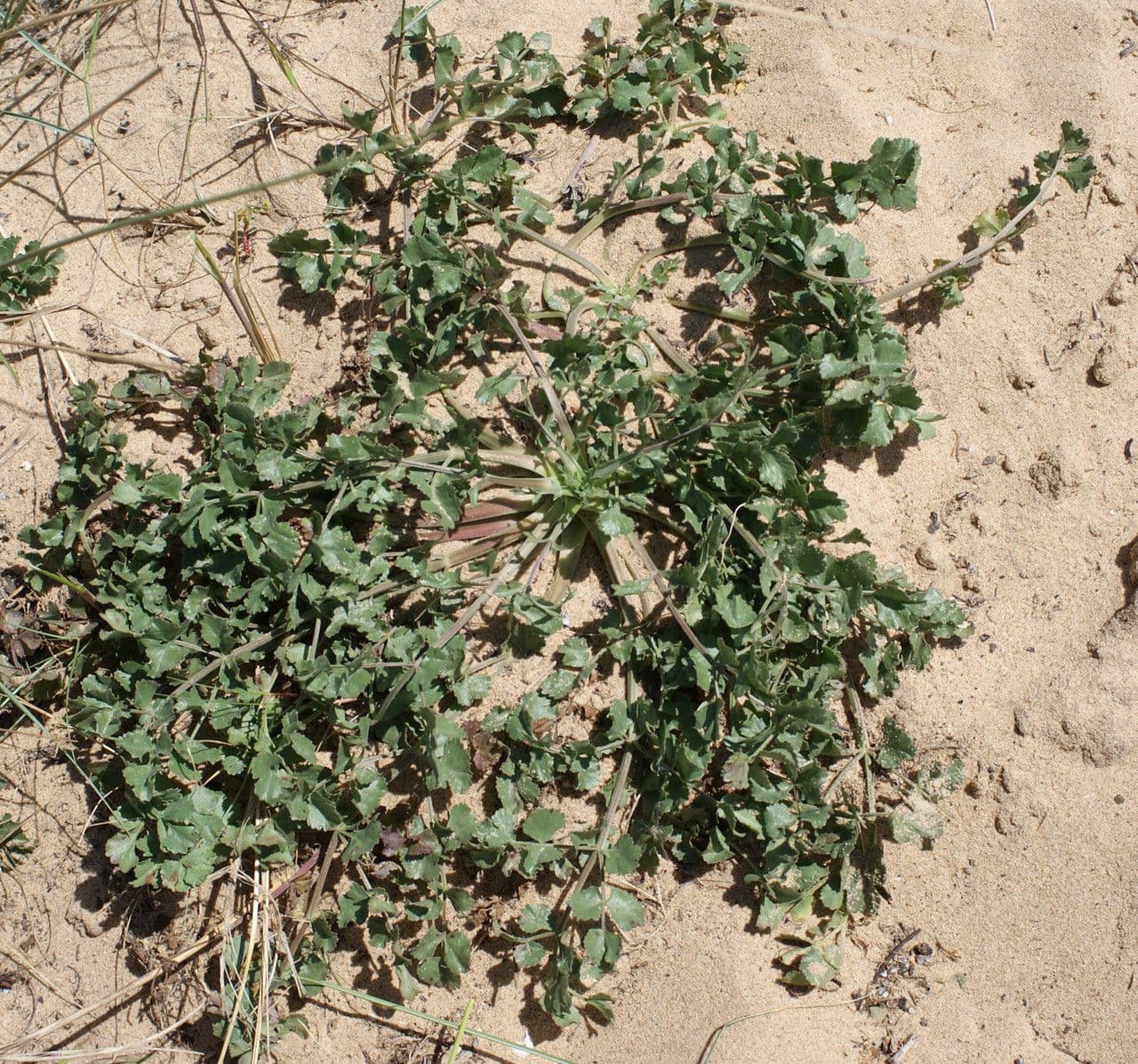 Pimpinella 3