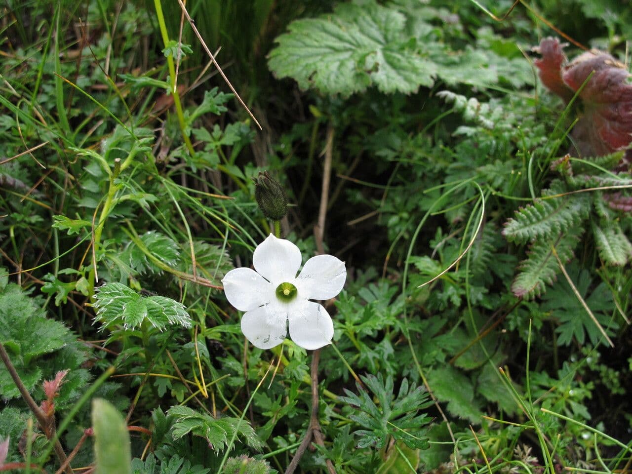 Cyananthus 4