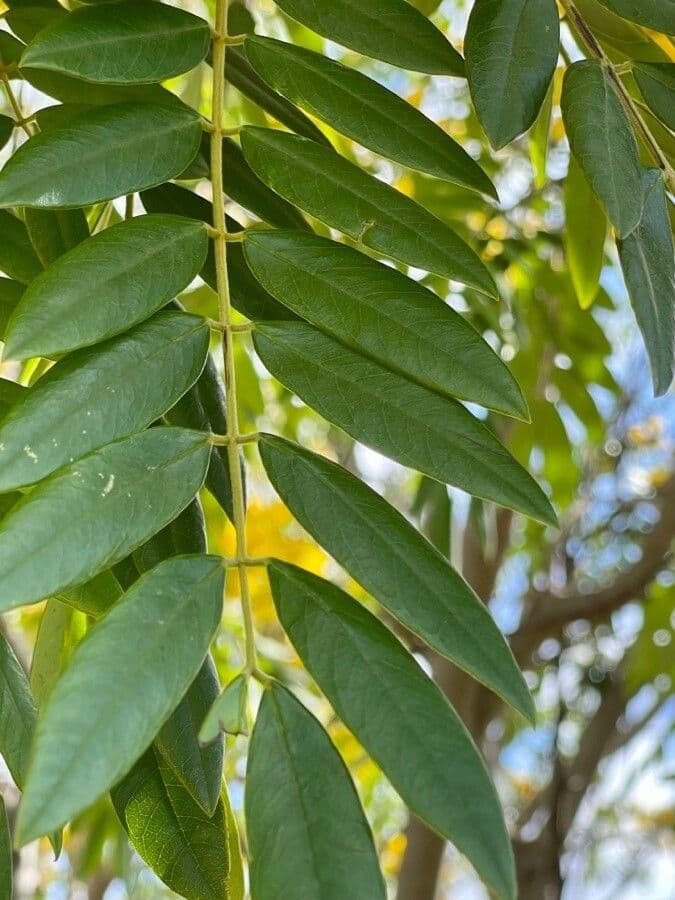 Cassia spectabilis 15
