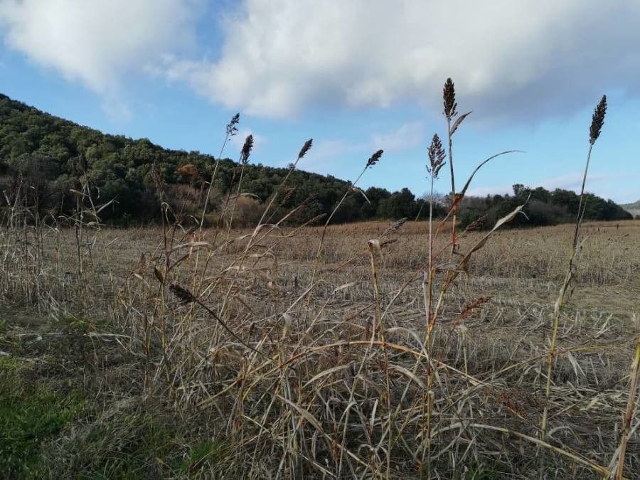 Sorgo 21
