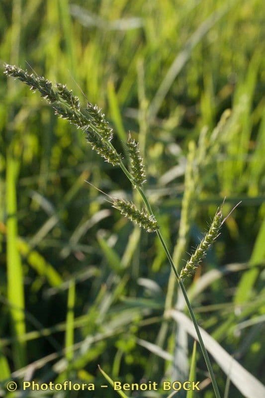 Echinochloa oryzoides 3