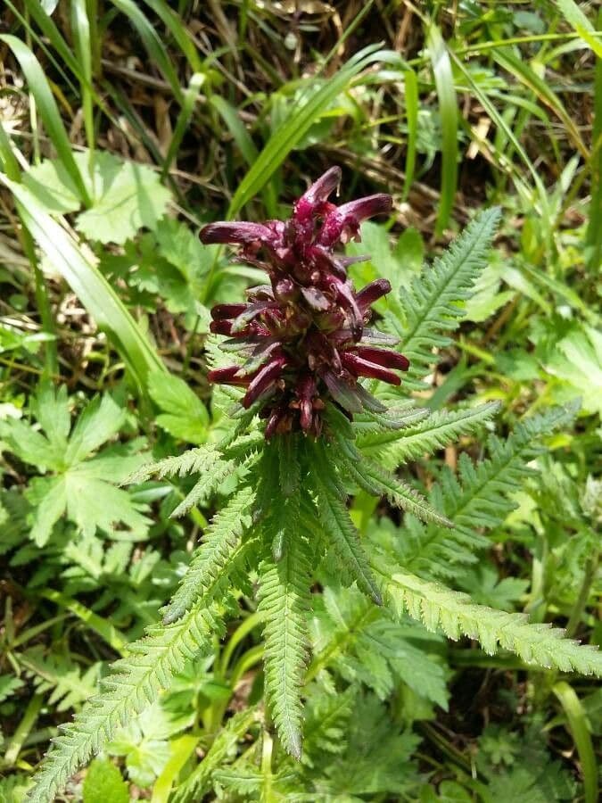 Pedicularis senza becco 9