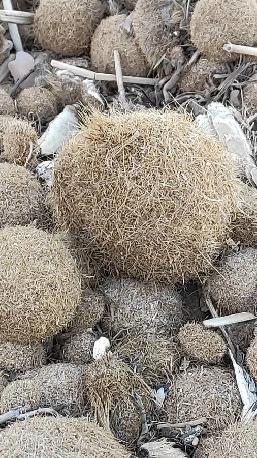 Posidonie mořská 10