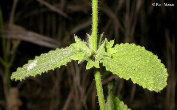 Stachys bullata 16