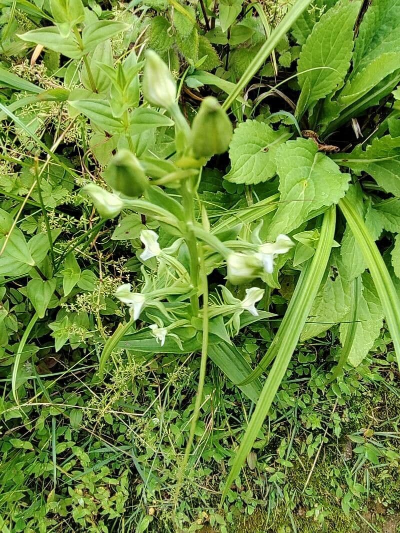 Habenaria 13