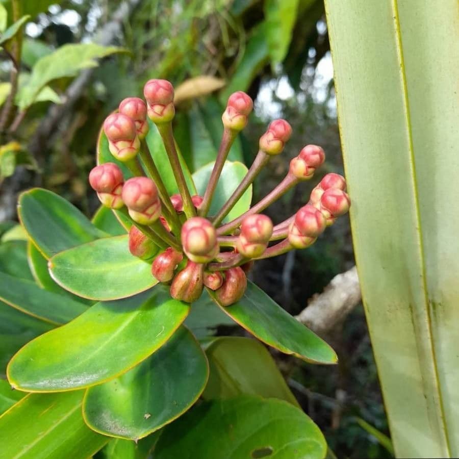 Marcgraviastrum 6