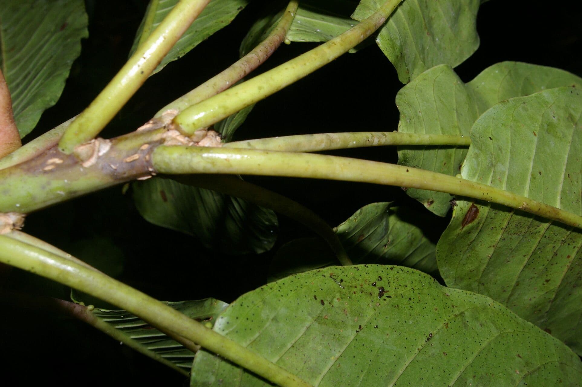 Sapium 2