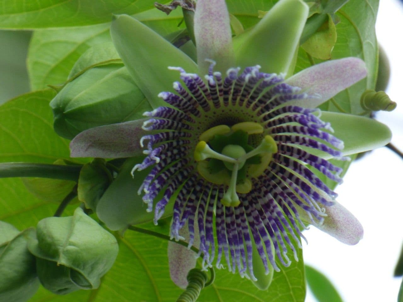 Granadilla dolce 10