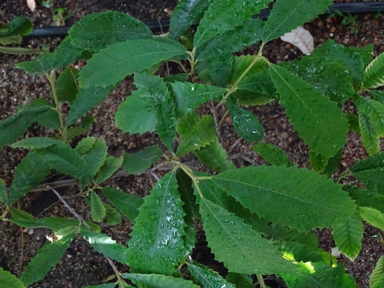Callicoma 4