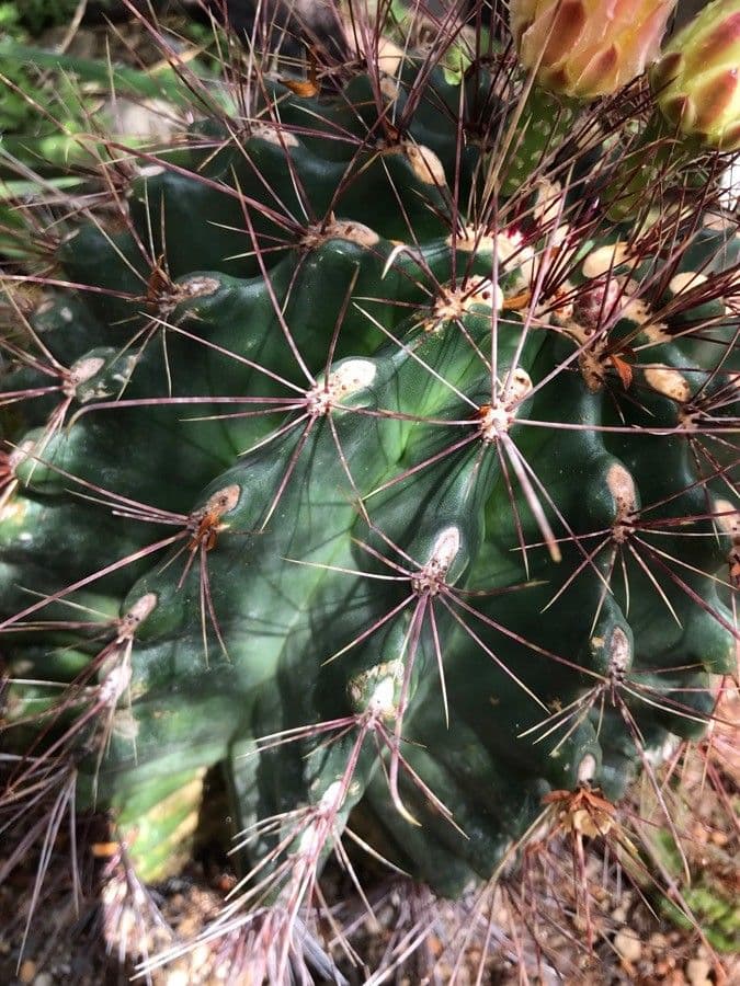 Cactus barile uncinato 17