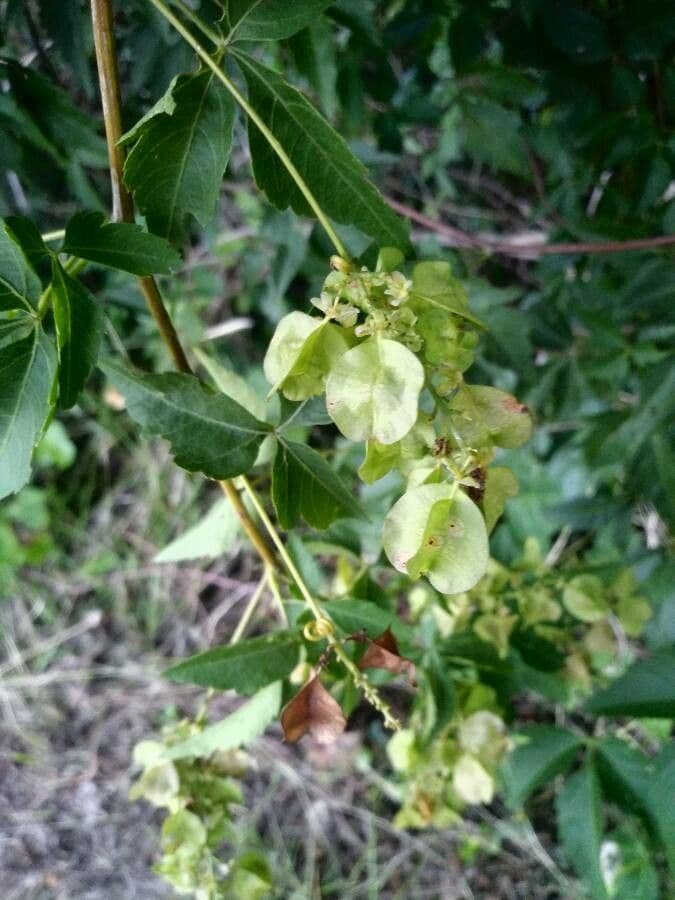 Urvillea uniloba 4