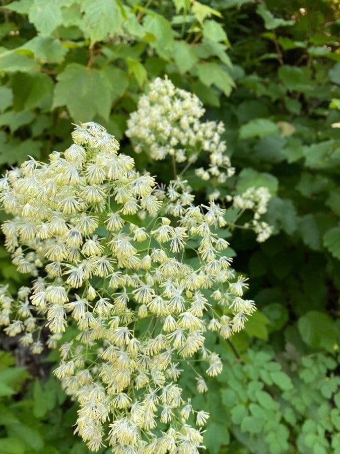 Thalictrum pubescens 7