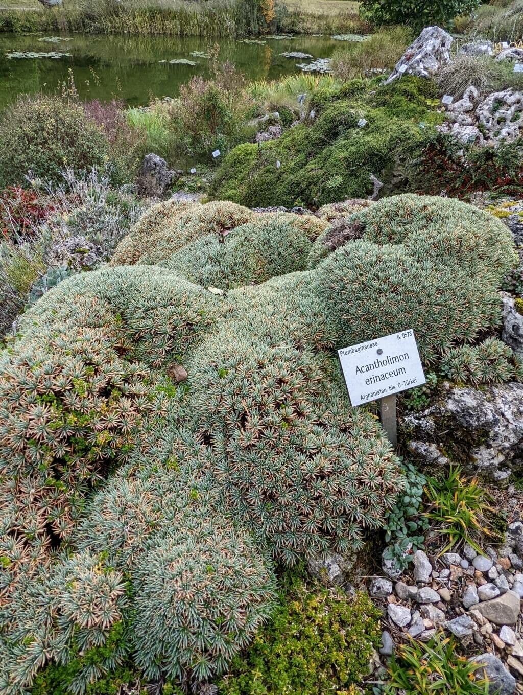 Acantholimon