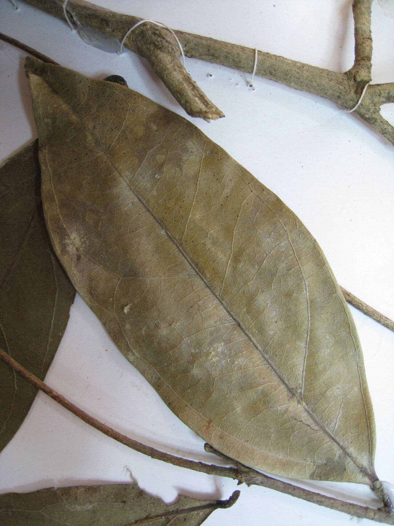 Leonia glycycarpa 14