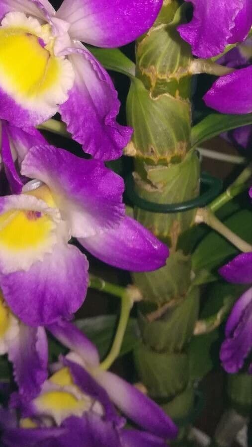 Vavřínovitý dendrobium 21