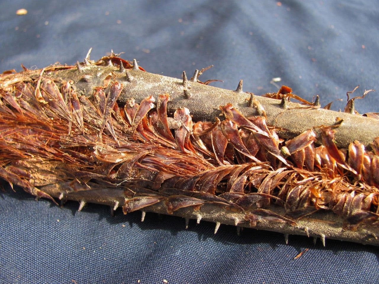 Cyathea multiflora 3