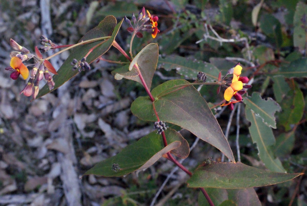 Daviesia cordata 4