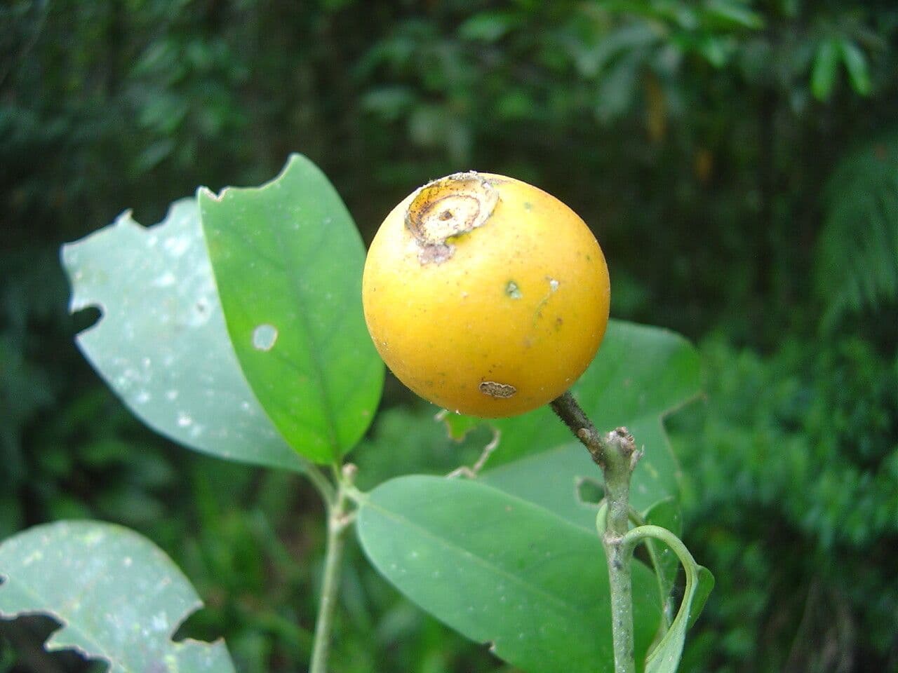 Posoqueria latifolia 3