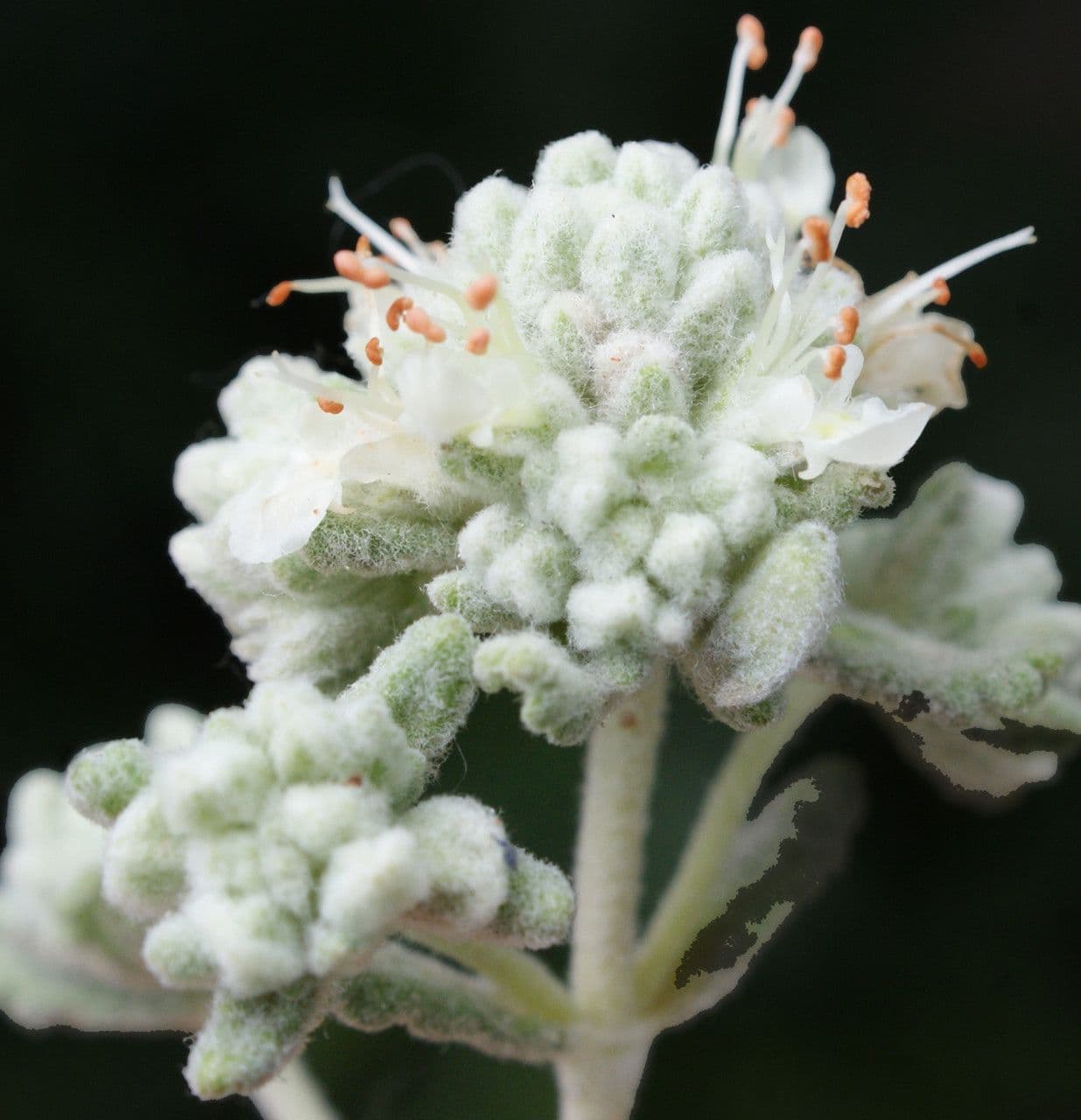 Teucrium 5