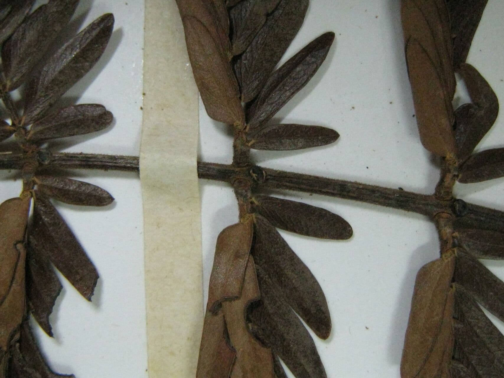 Macrosamanea puberulenta 3