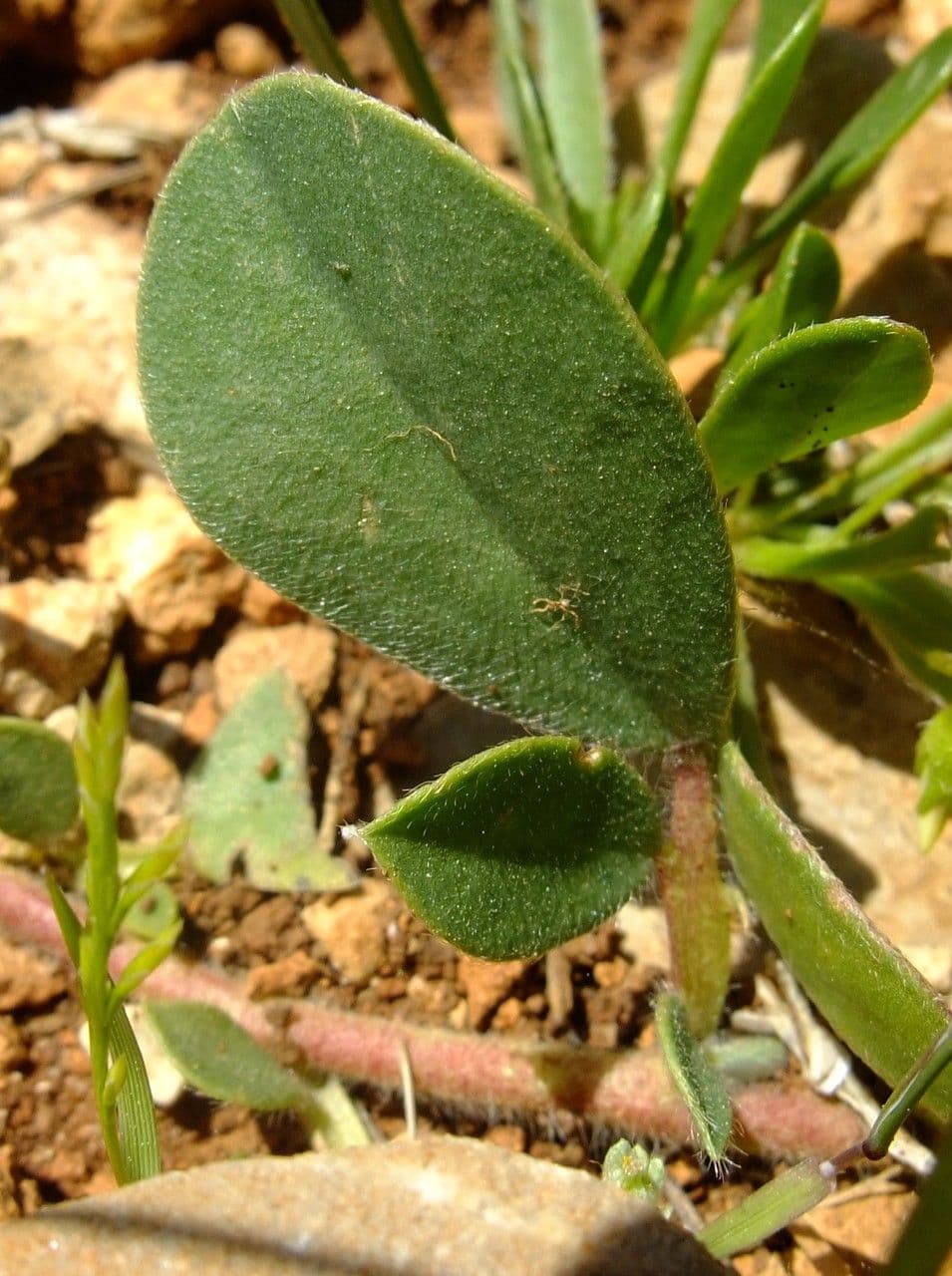 Tripodion tetraphyllum 18