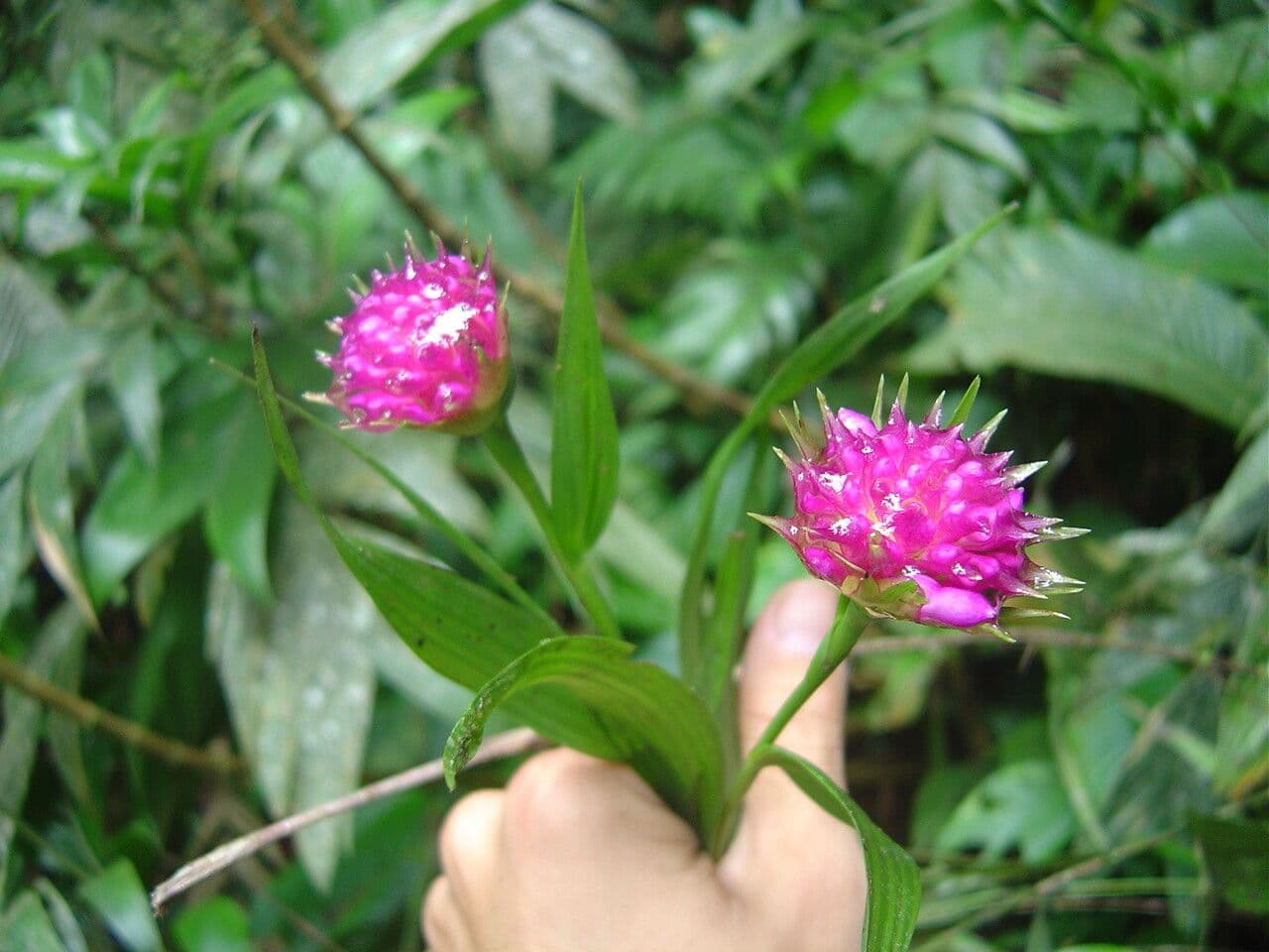 Elleanthus brazylijski 2