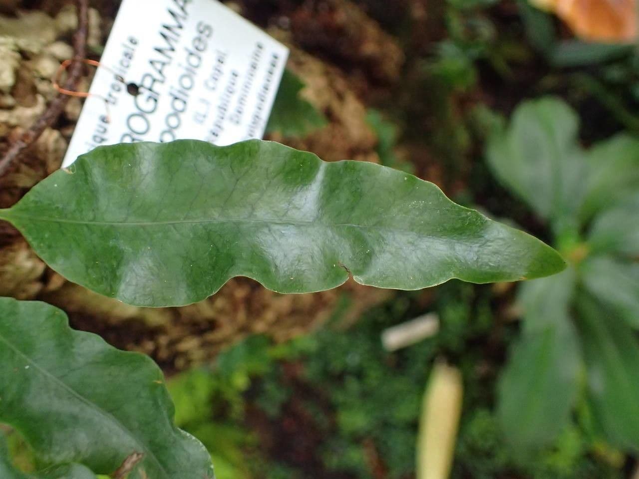 Microgramma 8