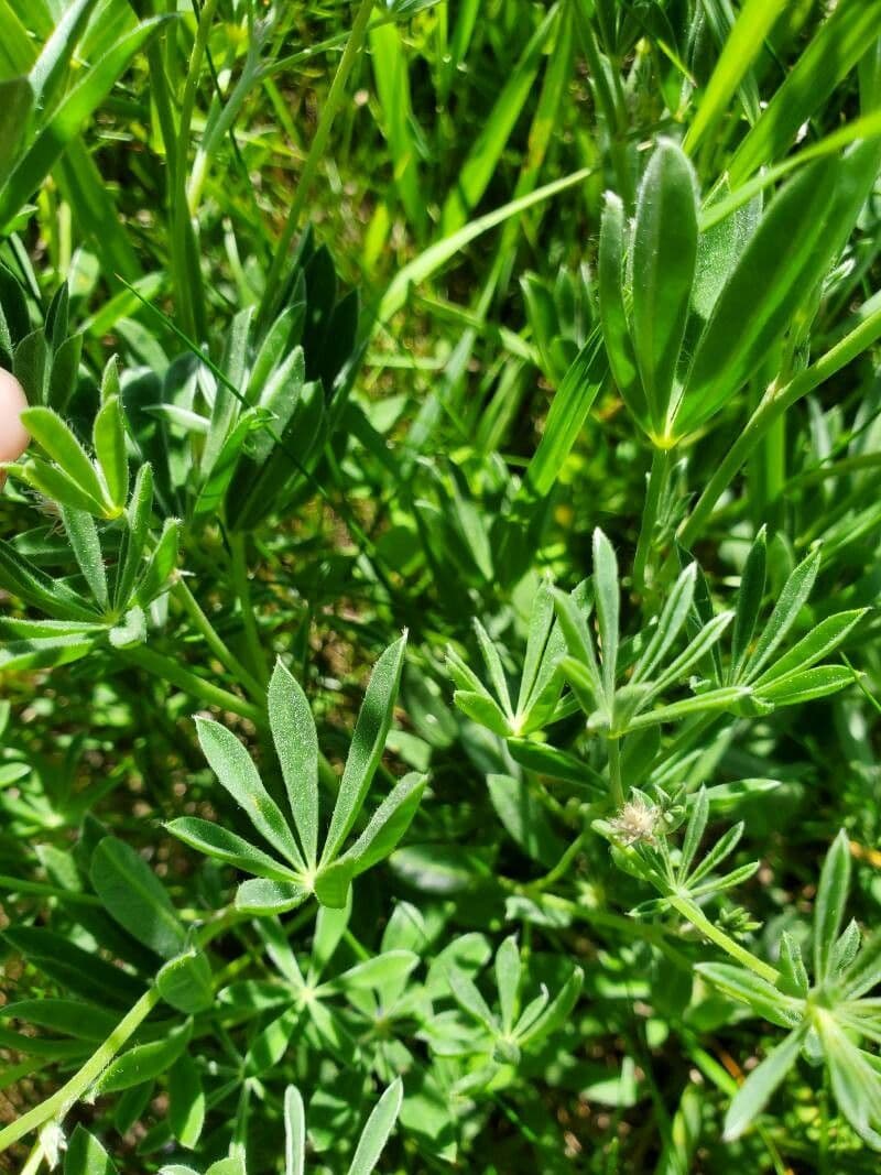 Nootka-Lupine 14