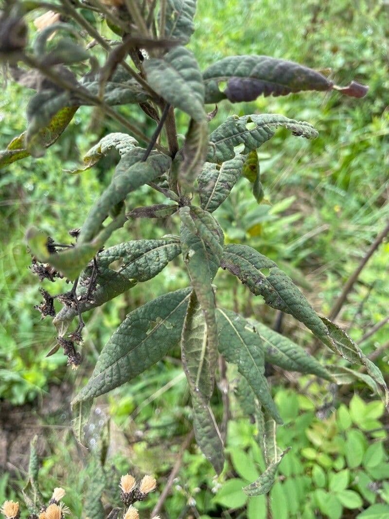 Vernonia 6