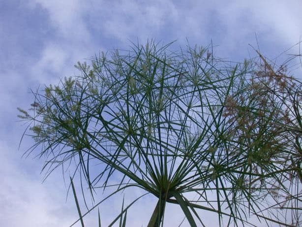 Zigolo gigante 5