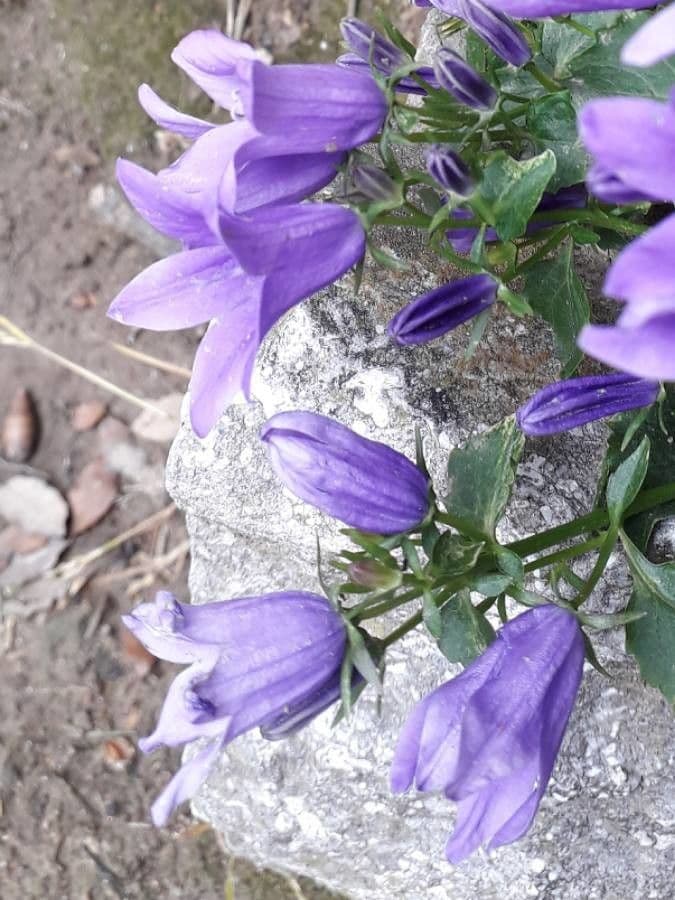 Kriechende Glockenblume 5