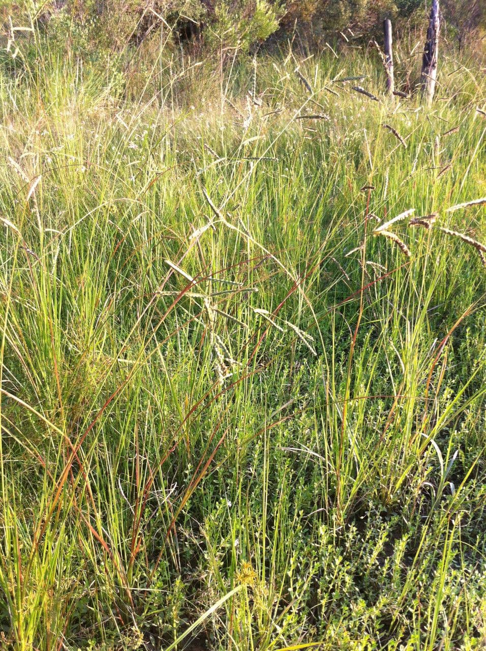 Paspalum plicatulum 9
